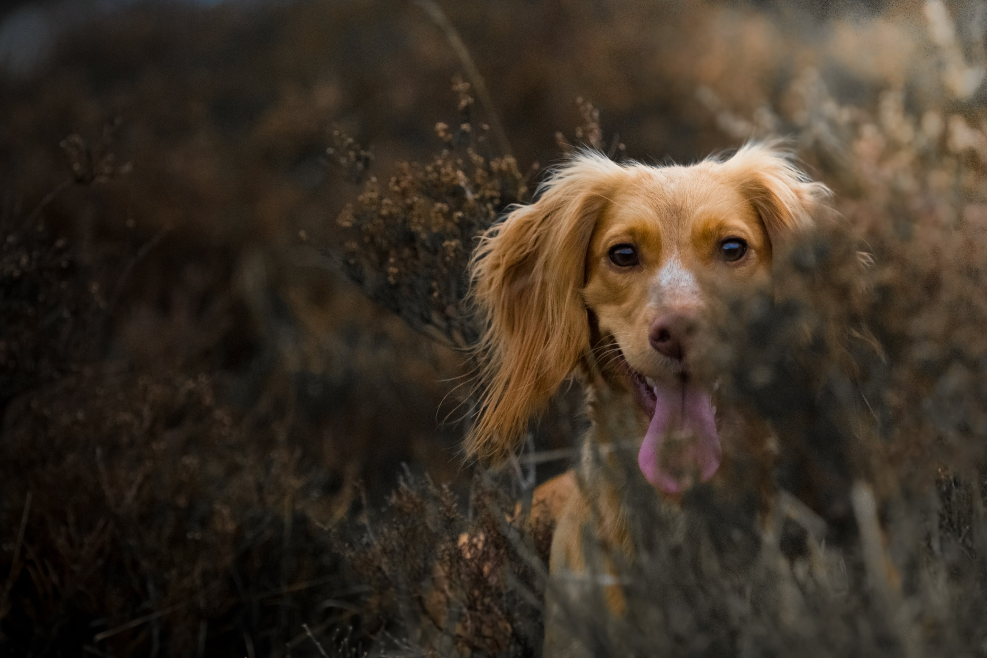 Working Cocker Spaniel in Heather